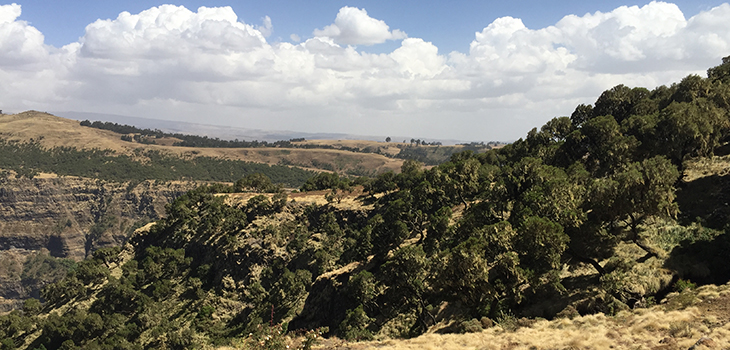 Forest in Africa