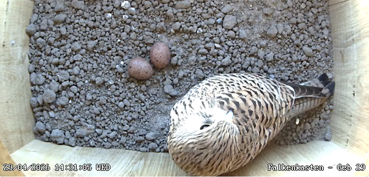 Nest box for kestrels