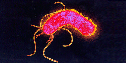 Magenkeim Helicobacter pylori