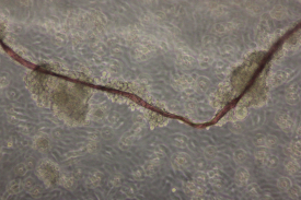 simulierte Mikrogravitation