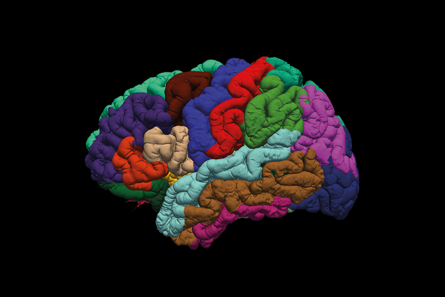 brain_annot